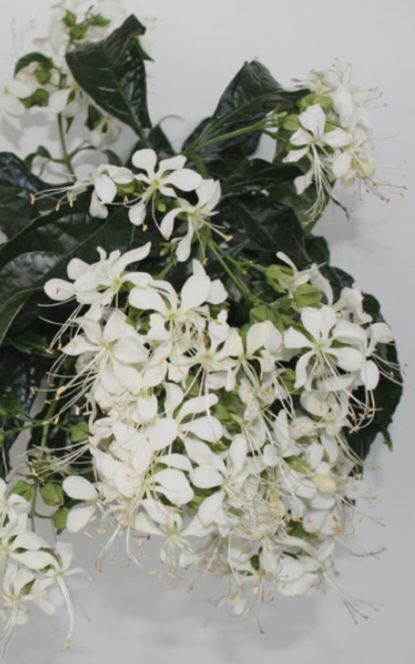 Live Plant - 4" Pot Clerodendrum WallichiiBridal Veil Plant
