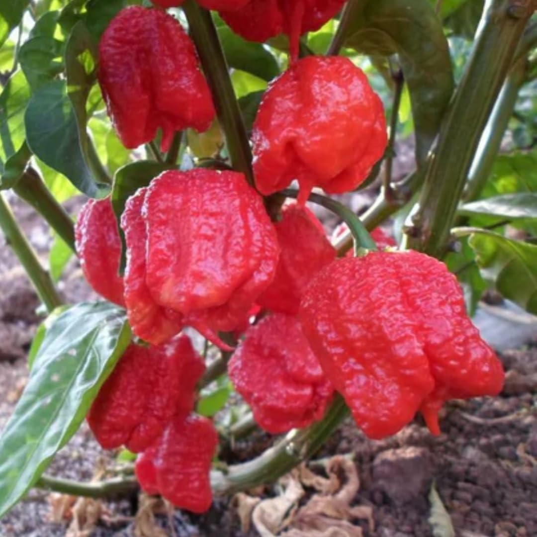 Live Carolina Reaper Pepper Plant in 4 Inch Pot, 4–7 Inch Tall Seedling, Hot Chili Pepper Plant for Garden or Container Growing