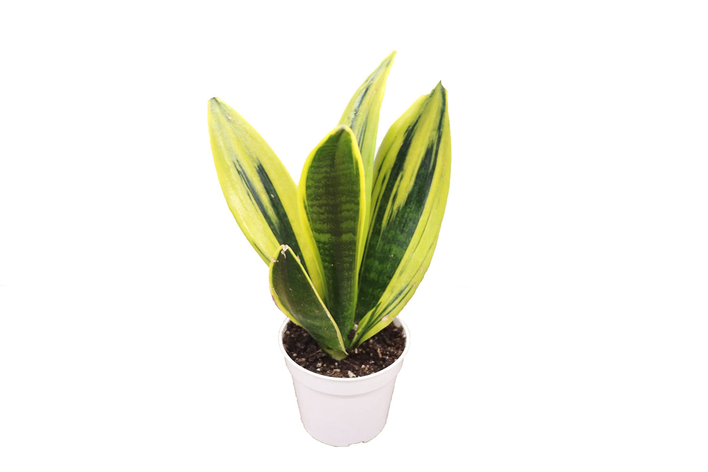 Sanseveria Gold Flame | 4 inch | Tropical Ambiance