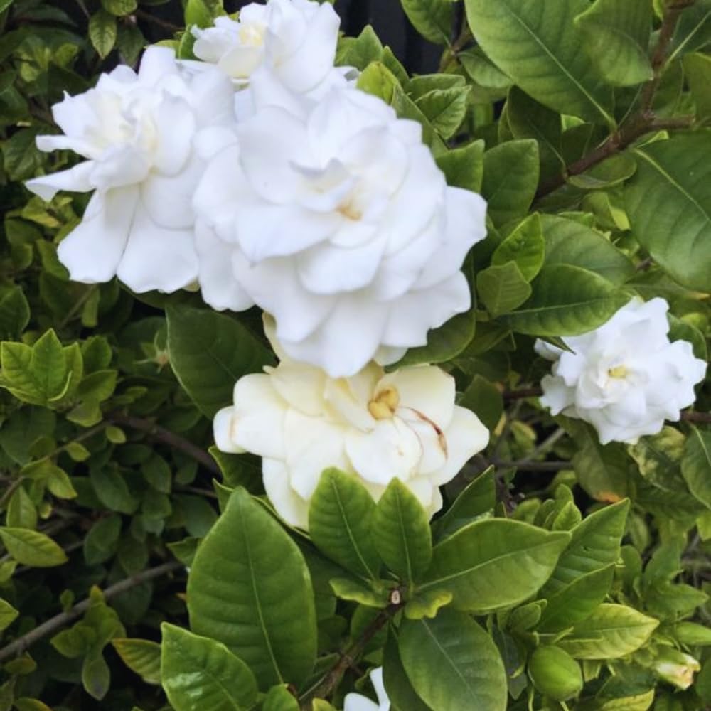 Gardenia Plant, Cape Jasmine Plants Live, Frost Proof Gardenia Live Plants, 5 to 7 Inc Tall, Easy to Plant Jasmine Shrub Plants