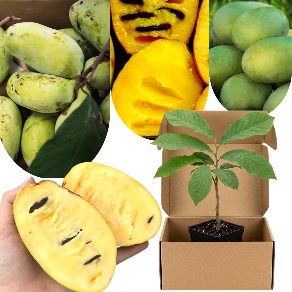 Pawpaw Tree Plant Live, 9 Months Old Asimina Triloba Paw Paw 6-12" in Tall, Fruit Tree with Sweet Custard-Like Flavor Spring Planting