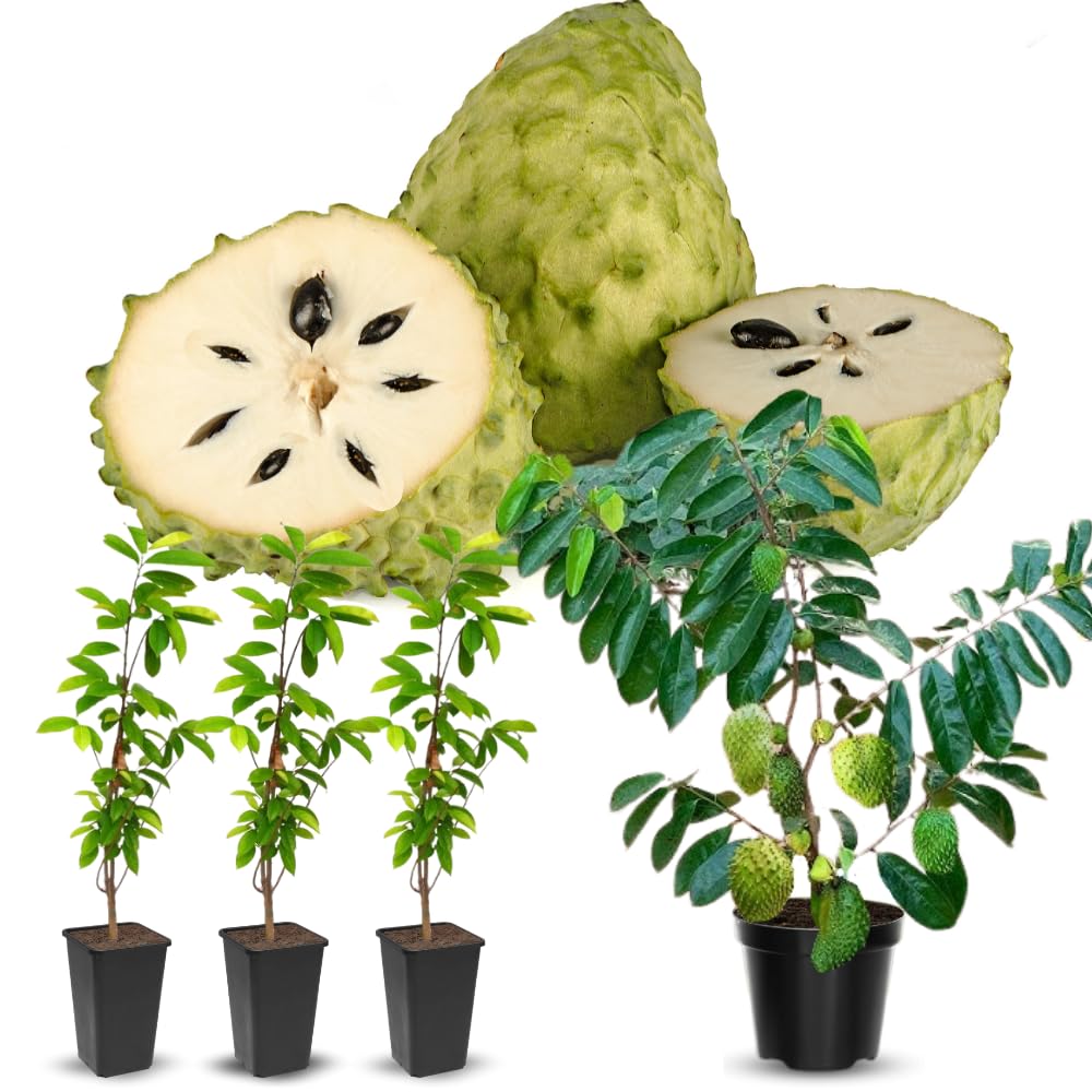 Giant Soursop Guanabana Tree Live Plant, Starter Size 5”-10” Seedling No Pot, Hardy, Tropical Flavor Annona Muricata