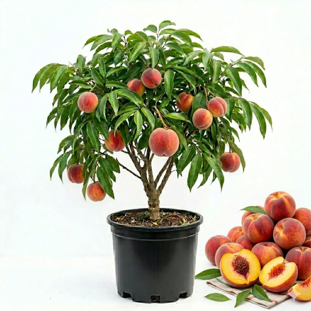 Sweet Peach Live Tree, Peach Tree Live Plant, 2 to 3 Feet Tall, Fruit Plant for Gardening, No Ship to CA