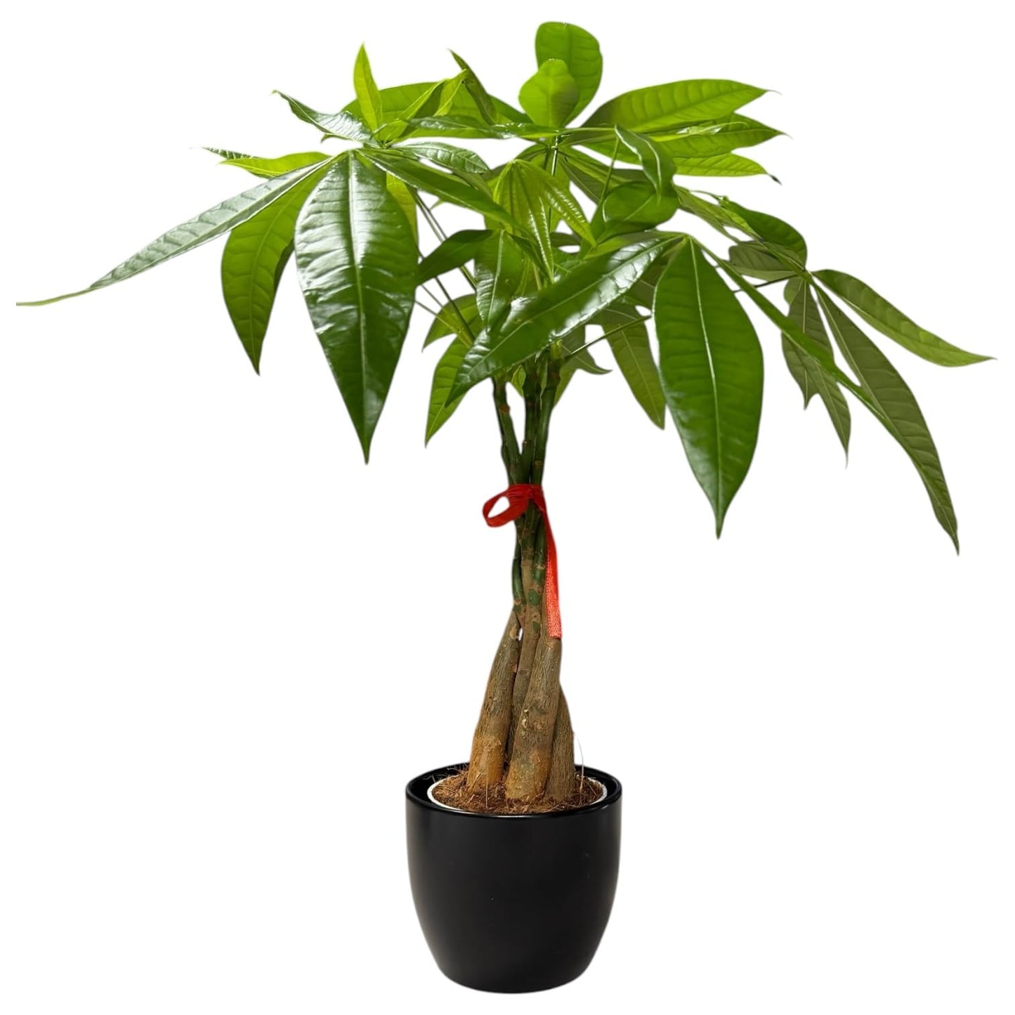 Hopewind Plants Shop Money Tree Live Plant | 14-22 Inches Tall Bonsai | Easy to Grow Indoor Houseplant | Home, Office, or Room Decor | Birthday, Housewarming Gift (Black)