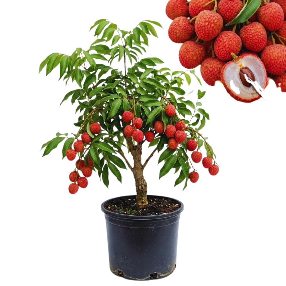 Live Lychee Fruit Tree, Sweet Lychee Tree Live Plant for Gardening Outdoor, 3 Gallon, No Ship to CA
