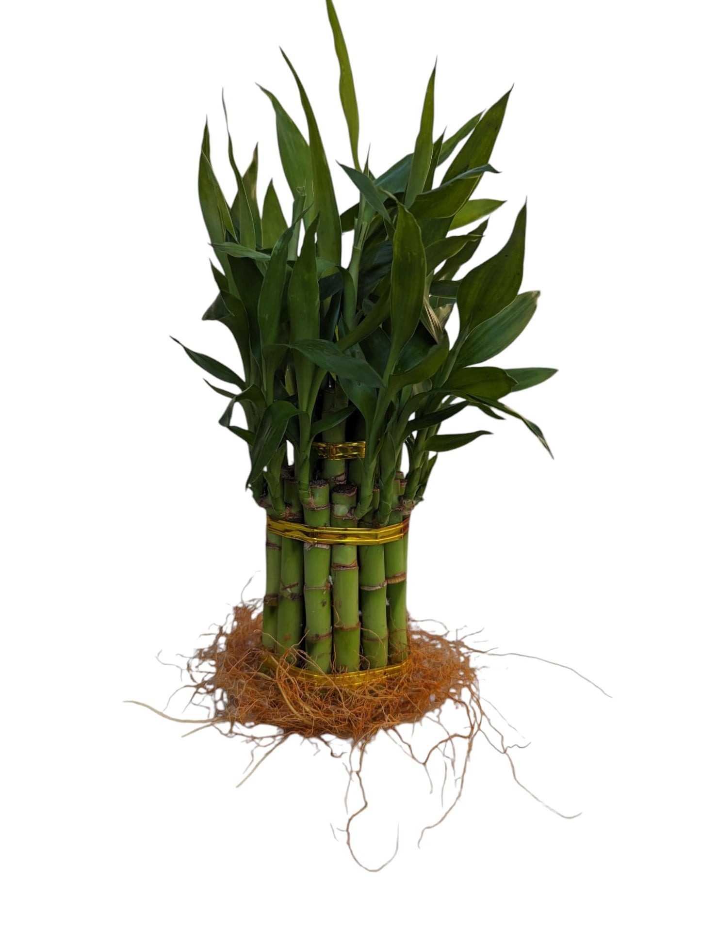 Live Lucky Bamboo Plant, 15 Stalks, Two Tier, Air Purifying, Indoor