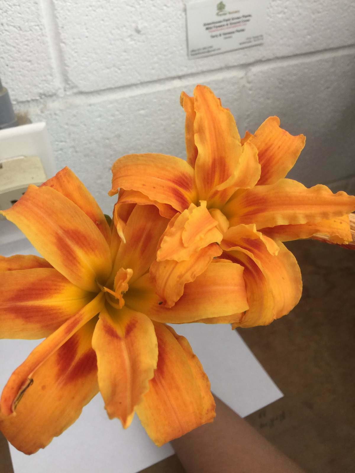 Live Plant - 3 Double Orange Bloom Daylily Fans/Root Systems - Hemerocallis fulva 'Kwanso'