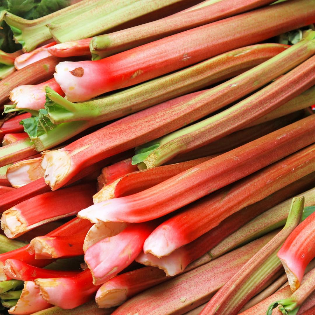 Victoria Rhubarb Plant, Well-Rooted 4-6" Rhubarb Root, Cold-Hardy High Yield Edible Plant for Backyard Rows