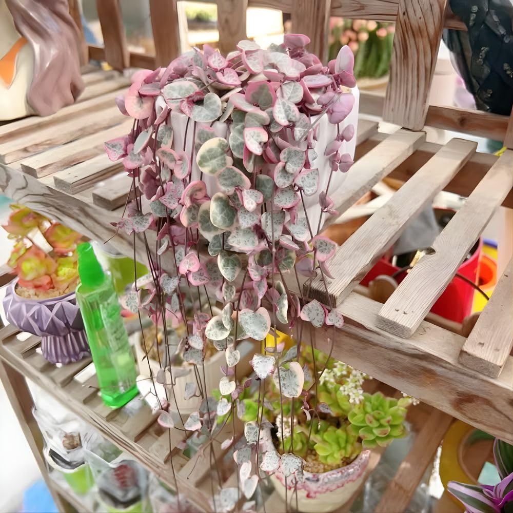 Variegated String of Heart Plant, 2" Pot, Ceropegia Woodii Variegata, Trailing Succulent Vine for Indoor Planting