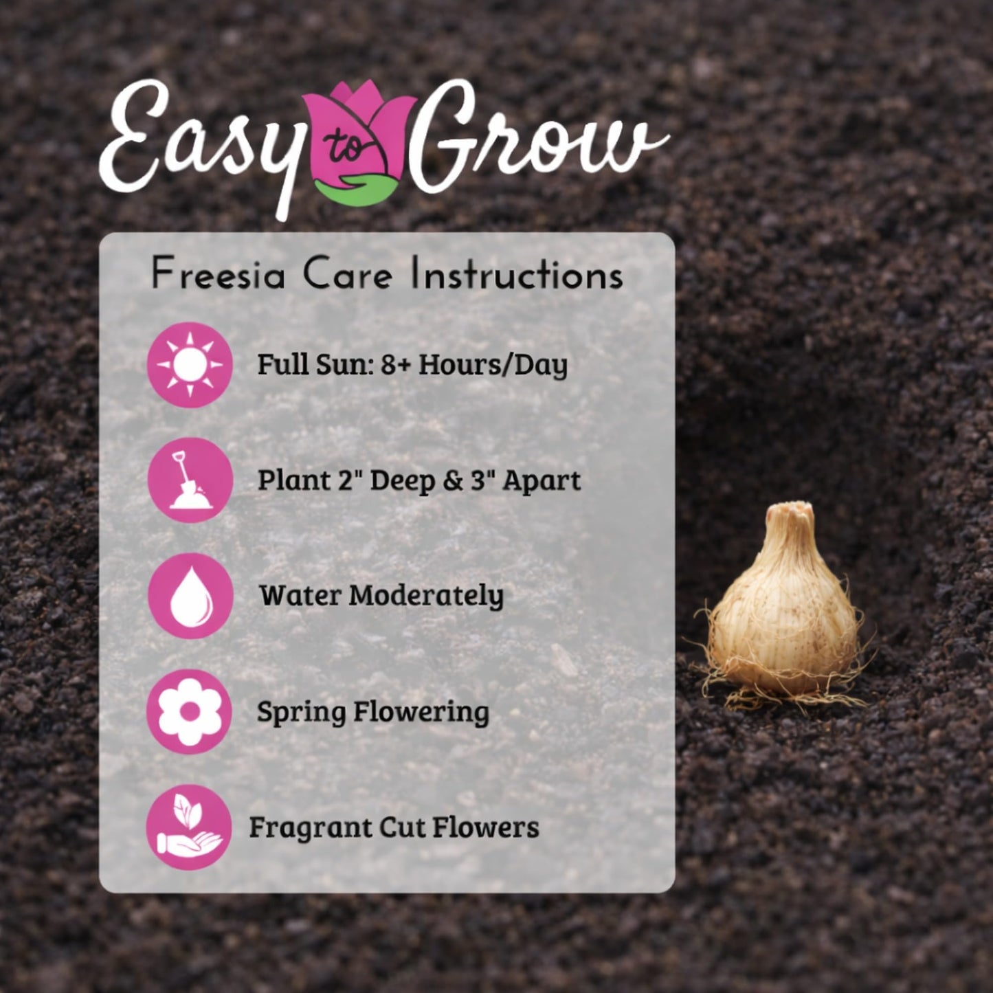 Easy to Grow Freesia 'Bountiful Bouquet Collection' Plant Bulbs (60 Pack) - Fragrant Single Flowering Blooms in Spring Gardens
