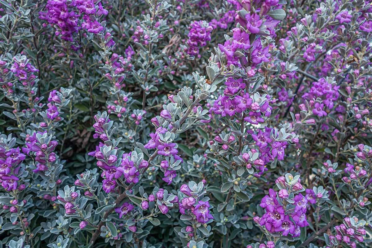 RedCrocus - RedCrocus Texas Sage - Drought-Tolerant Evergreen Bush, Fragrant Purple Blooms, Attracts Pollinators, Perfect for Desert Landscapes & Borders 10" Pot