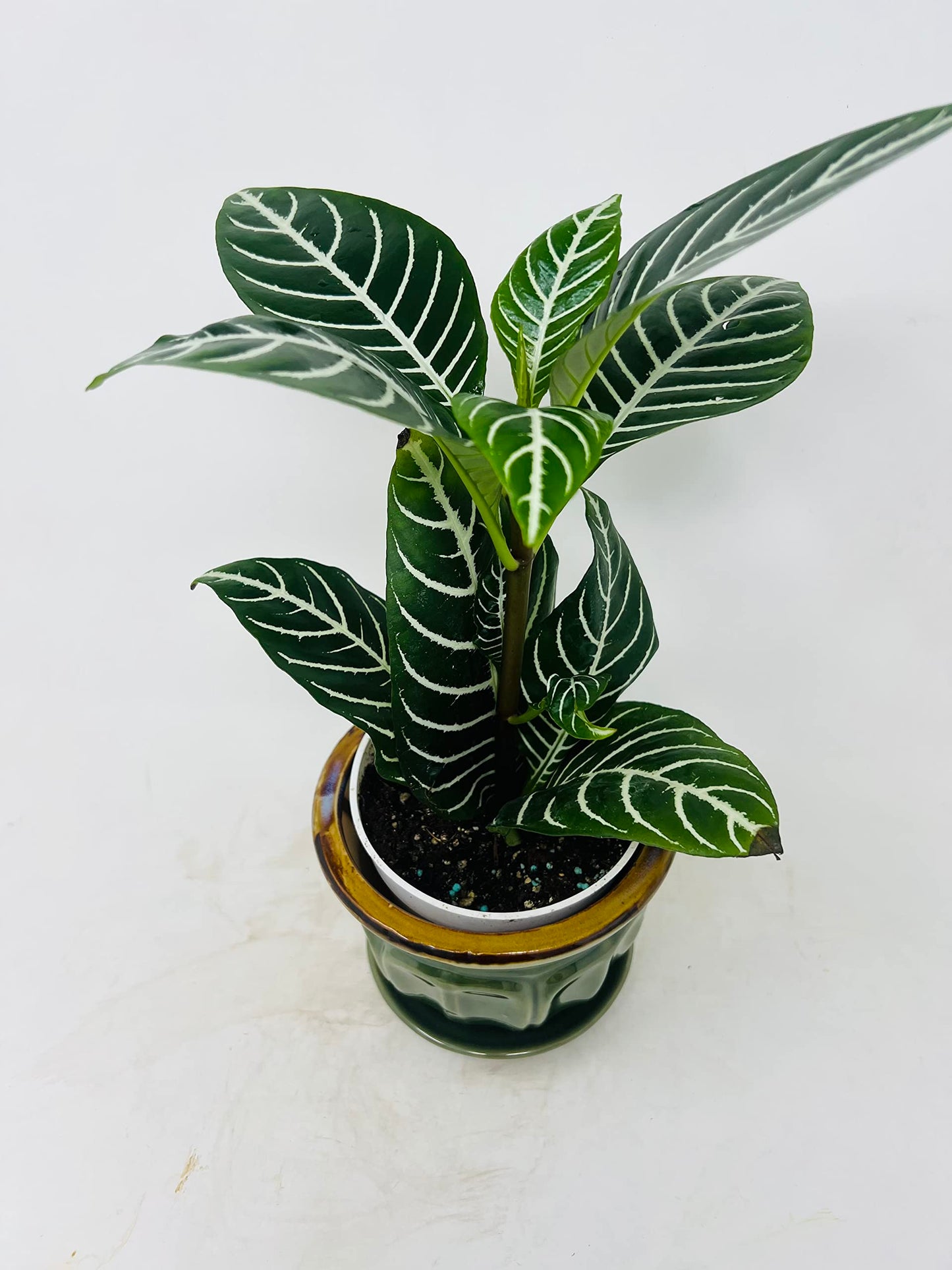 Snow White Zebra Plant - Aphelandra with Ceramic Pot / Saucer JM BAMBOO