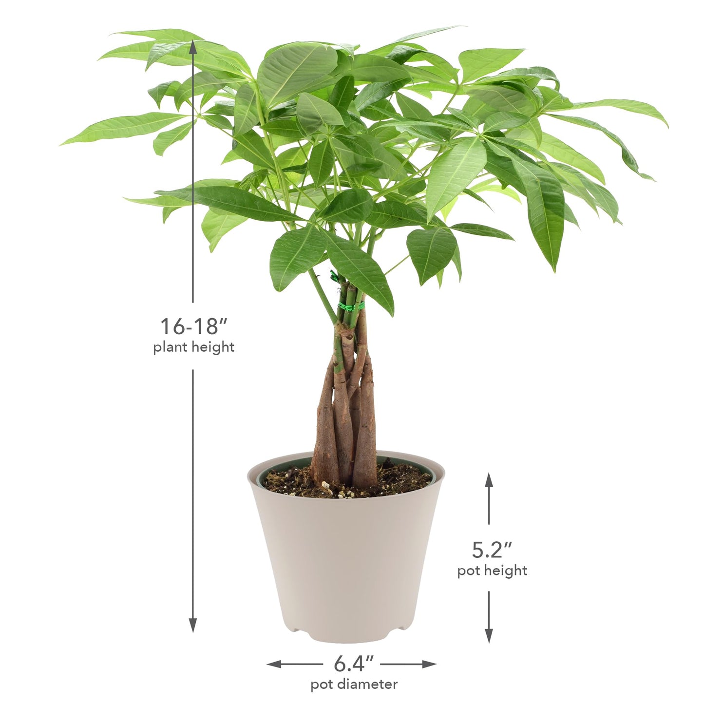 LV64 Live Braided Money Tree Pachira Aquatica Indoor Houseplant in Arcadia Garden Product's Branded Plastic Pot, Tropical Plant Collector Gift for Home and Garden Decor, 6-inch, Tan
