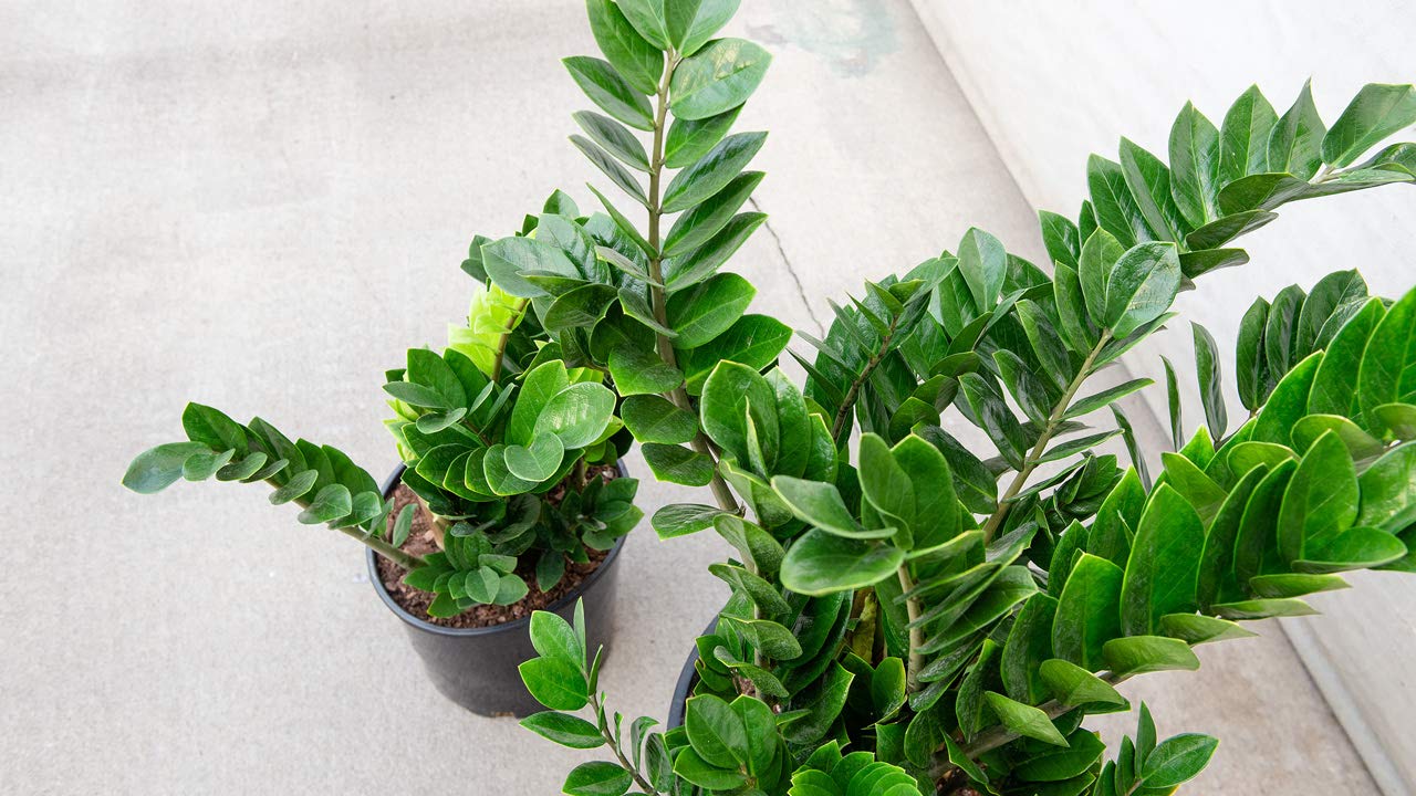ZZ Plant - Live Plant in a 8 Inch Pot - Zamioculcas Zamiifolia - Beautiful Easy to Grow Air Purifying Indoor Plant