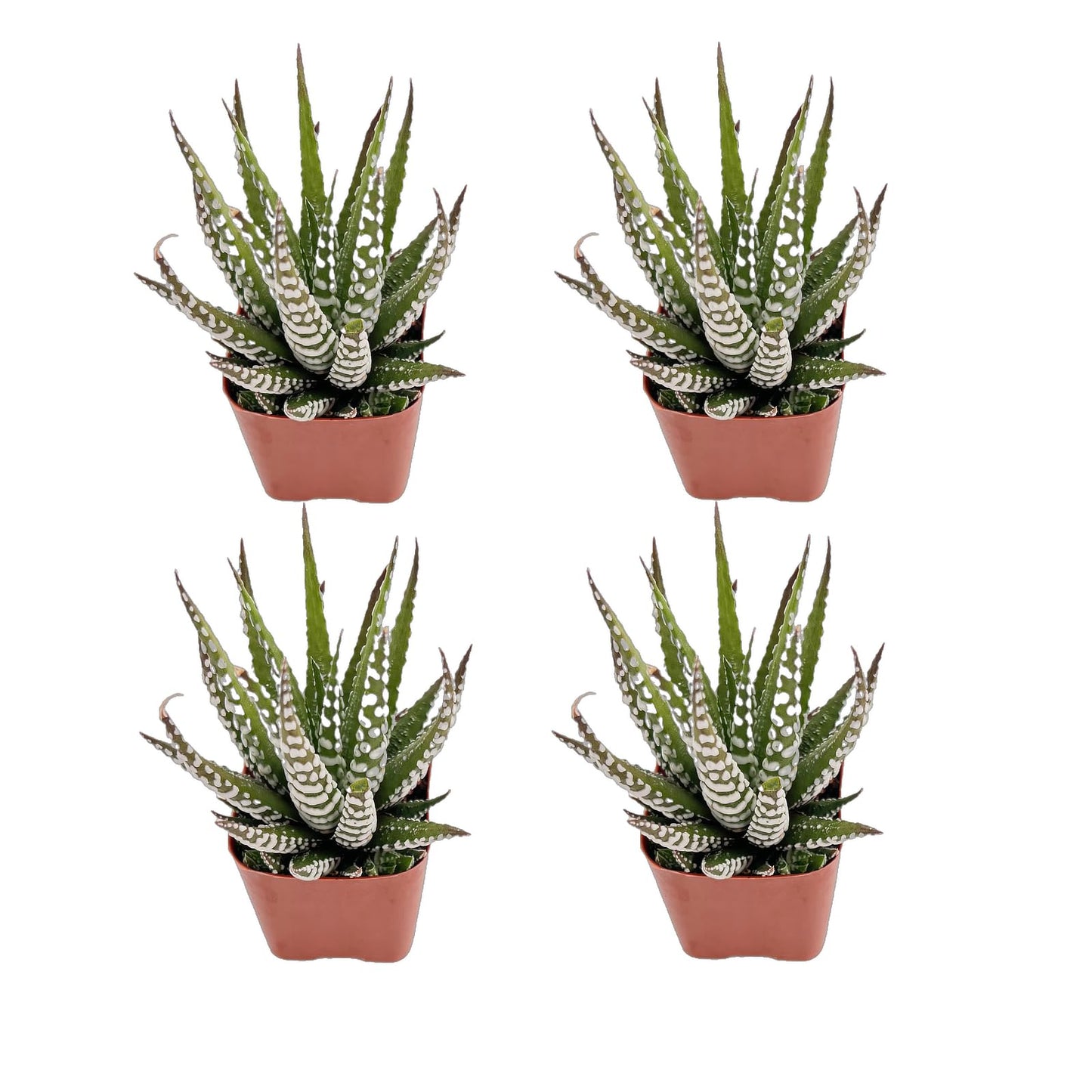 Succulents Set, 4 Pack Haworthia fasciata 'Big Band', Live Succulents Fully Rooted, Approx 2-inch Large, Unique Gift, for Wedding Favor, Party Favor