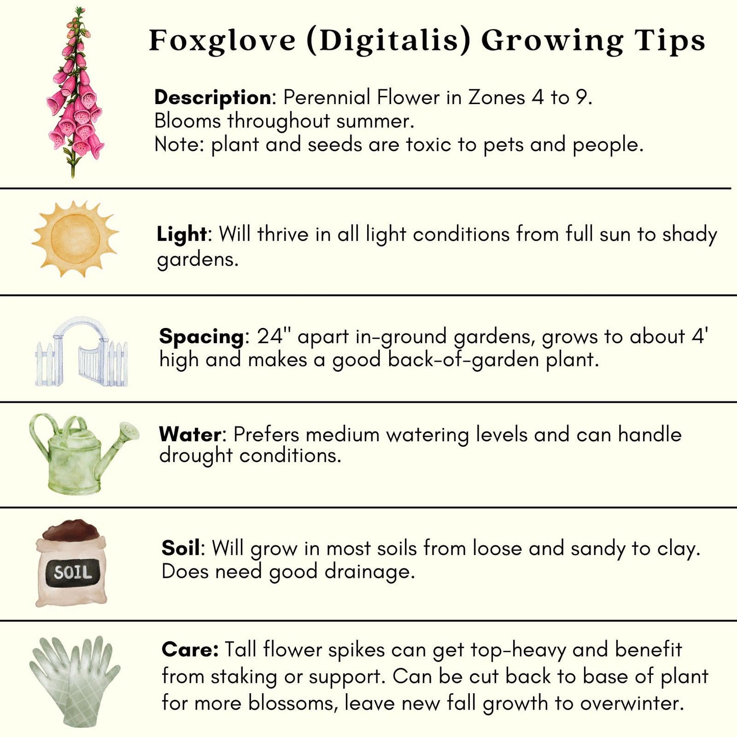 Clovers Garden Foxglove Dalmatian Mix Plants Two (2) Live Plants Non-GMO - Each 4" to 8" Tall in 4" Pots Heirloom Perennial, Pollinator Friendly Lavender, Purple, Pink, Cream, and White
