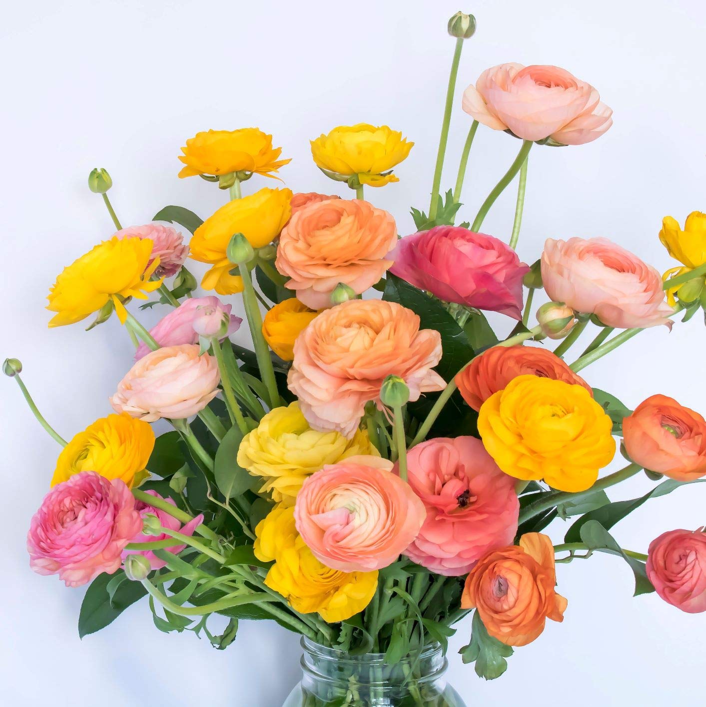 Easy to Grow Ranunculus Tecolote Tropical Sunset Collection 30 Plant Bulbs - Spring Orange Pink & Yellow Blooms in Sun, Carlsbad Flower Fields, Good for Cutting