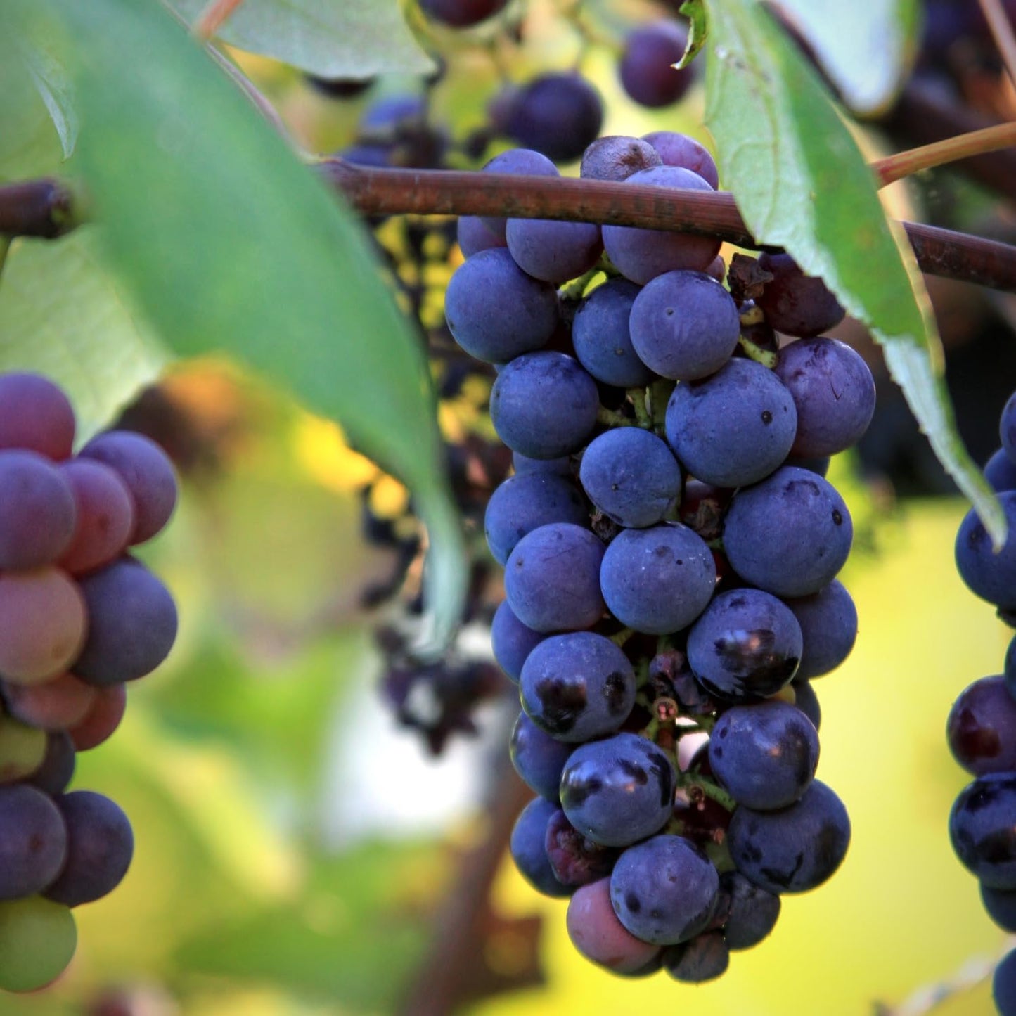 Blue Black Grape Vine, Cold Hardy Grape Tree Live Plant, 1-2 Year Old, Sweet Fruit Trees