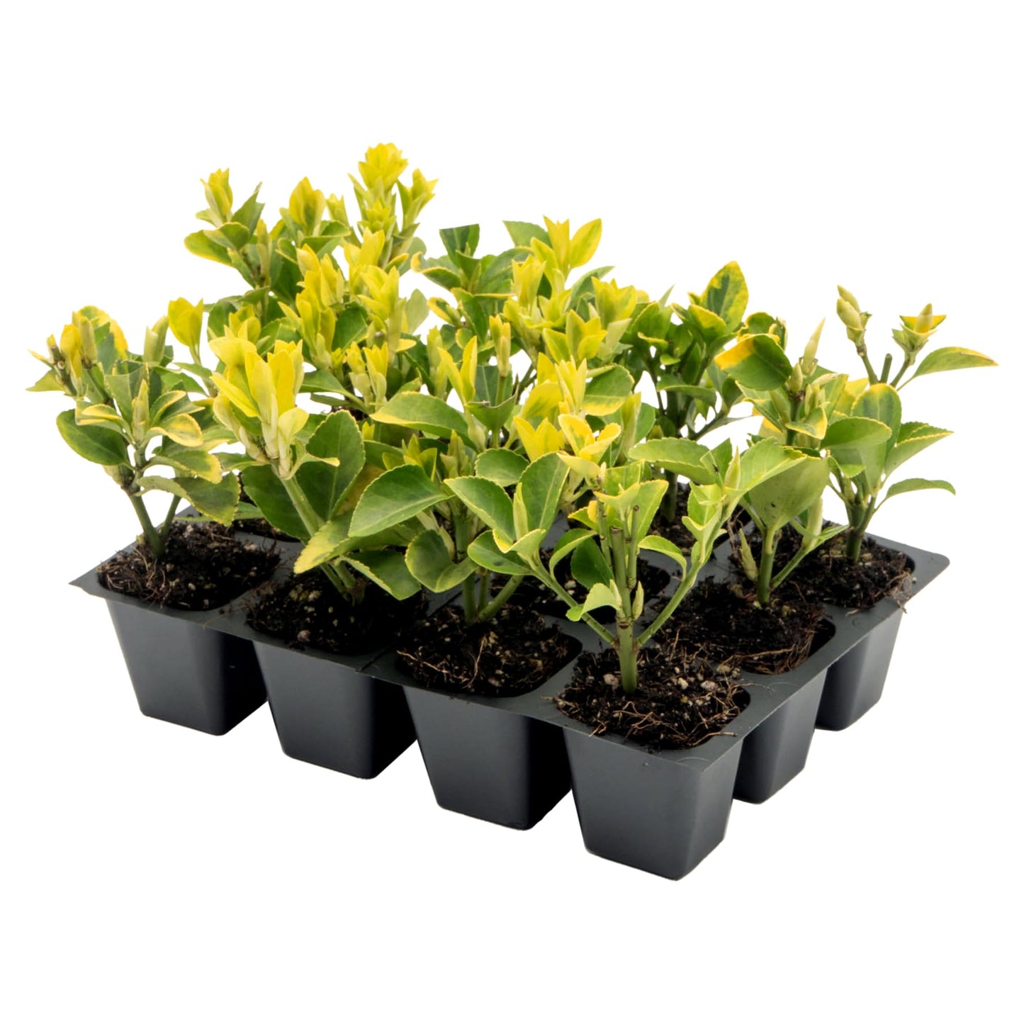 12 Golden Euonymus Shrubs | Live Plants in 2.5-inch Nursery Cubes | Japonica ‘Aureo-Marginatus’ Variety | Easy-Care Evergreen | Variegated Yellow-Green Foliage | Hedges & Shrubs for Home & Garden