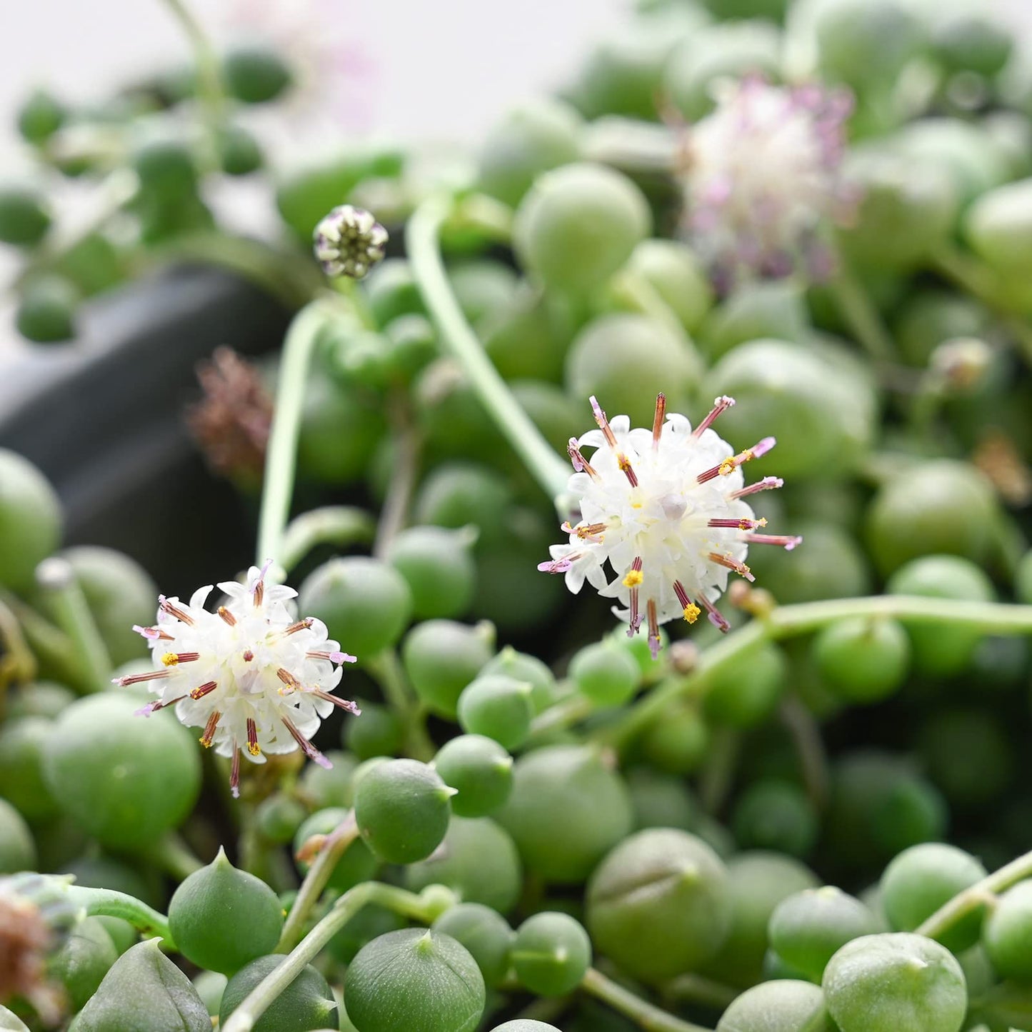 Sprout N Green 4" String of Pearls, Live Trailing Succulent Fully Rooted in Pots with Soil Mix, for Home Office Wedding Hanging Decoration, DIY Projects, Party Favor, Keep Away from Pets