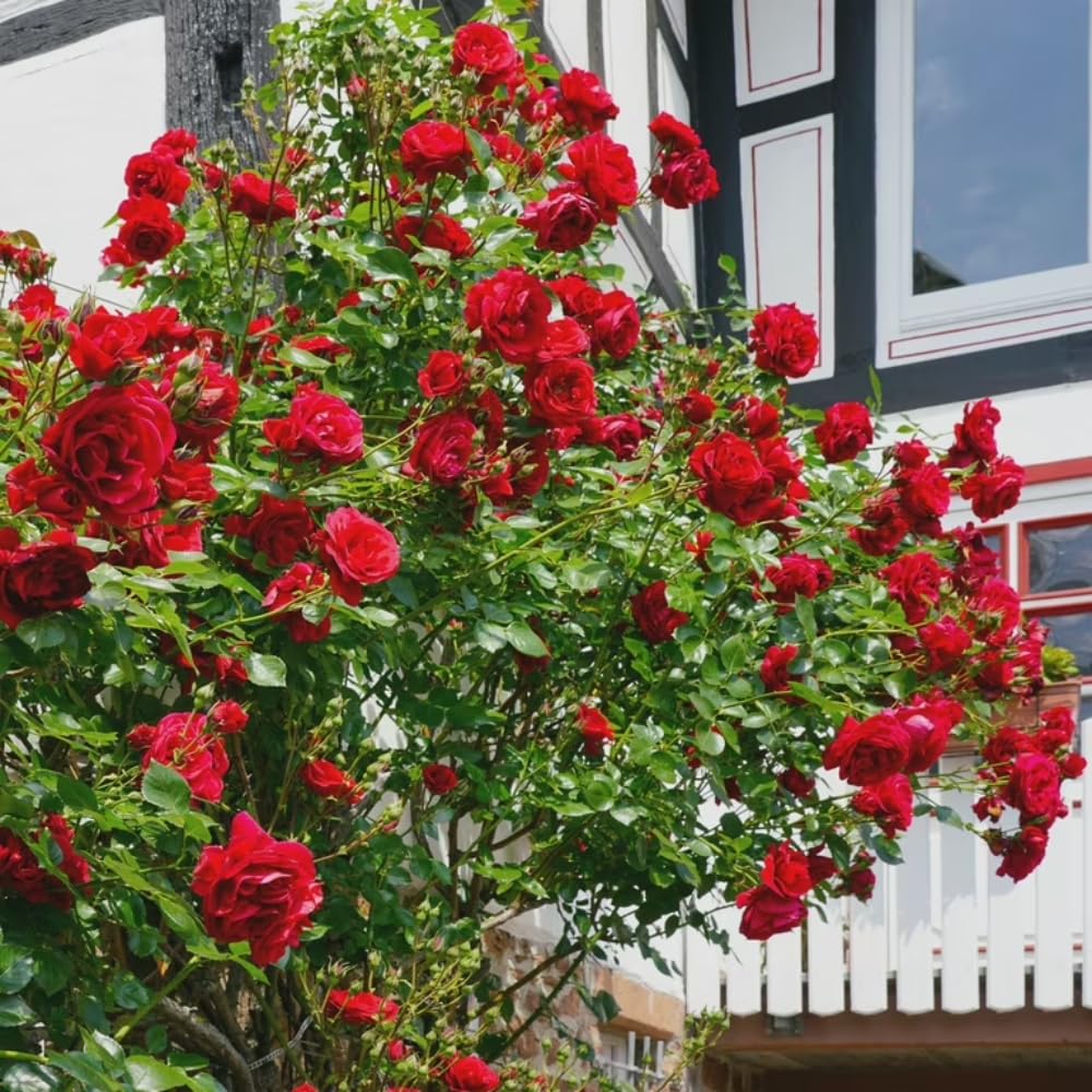 Rose Plant Live in Pot for Planting, Fragrant Roses Flowers, Summer Blooming Ornamental Garden Shrub (Red Climbing Rose)