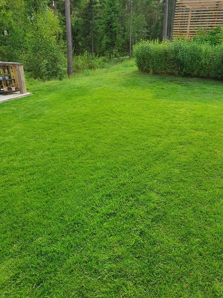 Creeping Red Fescue Lawn Grass Seeds, 1 Pound