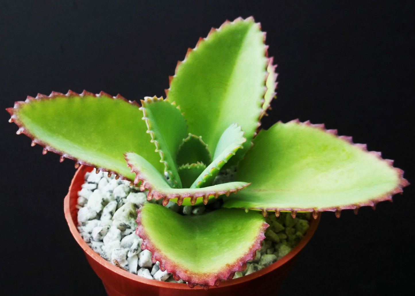 Mother of Thousands Kalanchoe Daigremontiana Mexican Hat Plant Rare Succulent 4 by exotic_cactus_collection