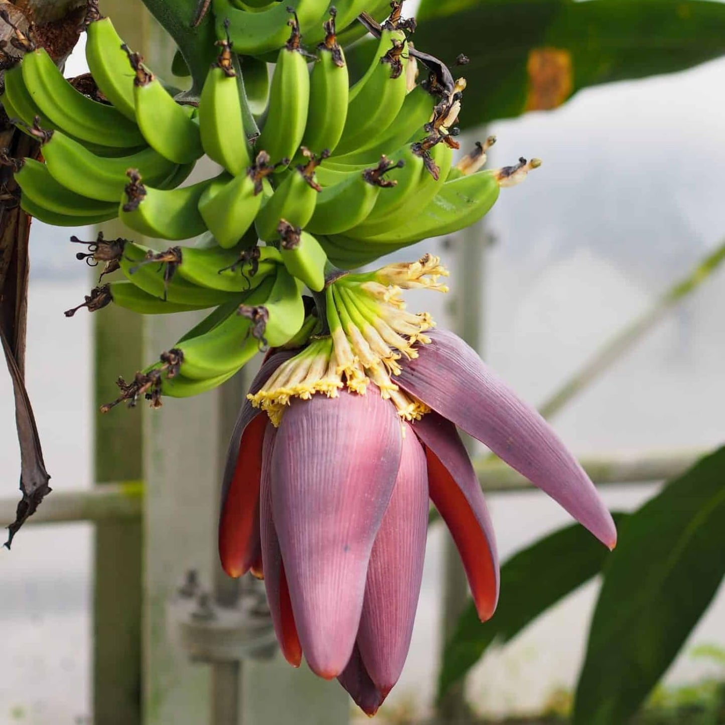 Dwarf Cavendish Banana Tree Live Plant, Well Rooted 4-8" Tall, Cold Hardy Tropical Banana Plant Live Well Rooted, Live Banana Fruit