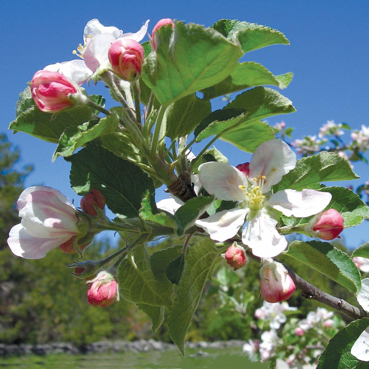 Red Delicious Apple Tree, 1 Gallon Live Nursery Pot, Sweet, Juicy Fruit | Arbor Day Foundation (Due to Agricultural Laws, Unavailable to CA, WA or AZ)