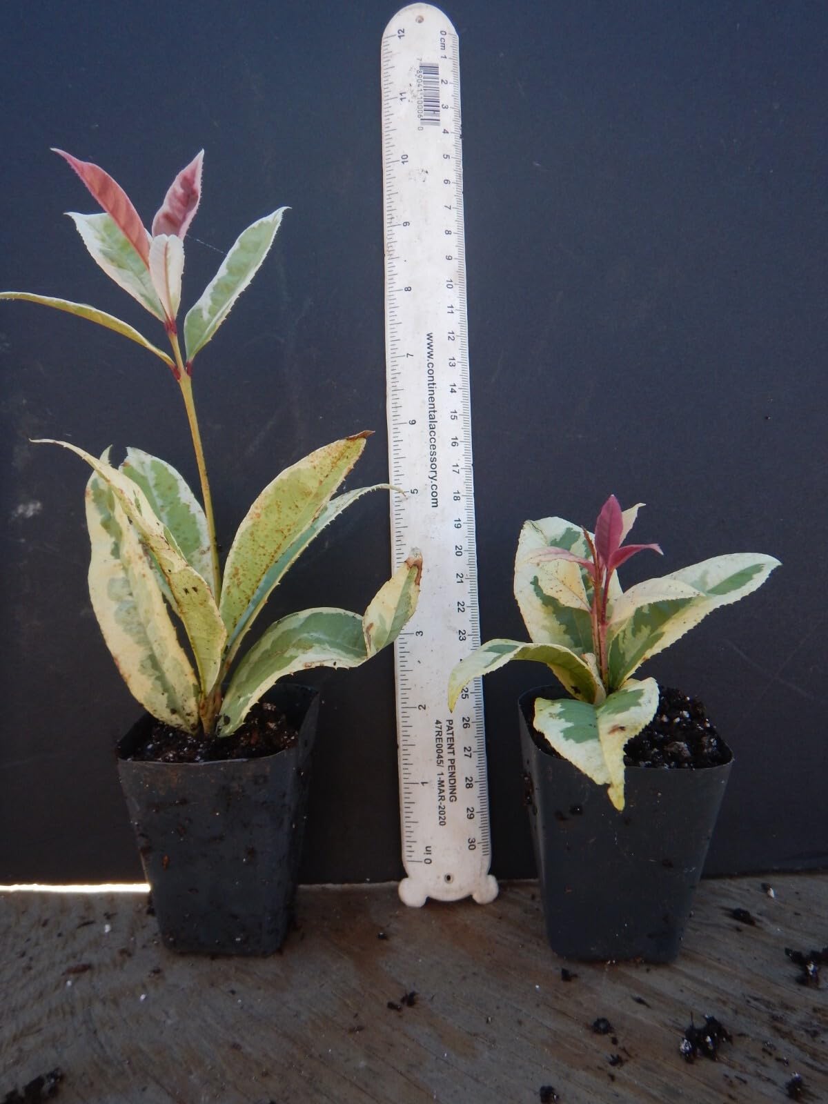 Live Plant - Yinbi Shuanghui Variegarted Fragrant Tea Olive Osmanthus fragrans Starter Plant