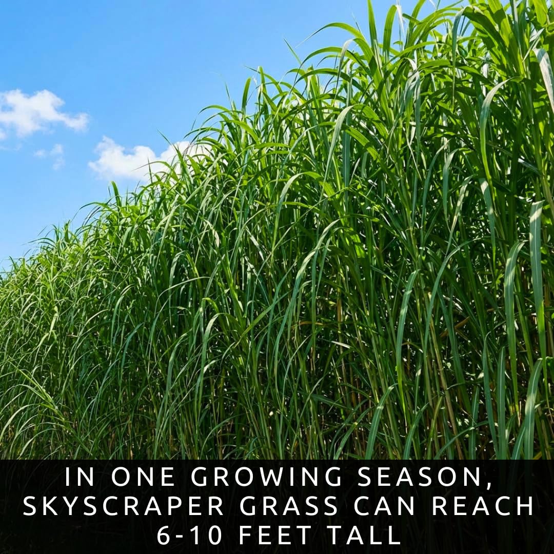 1,000 Privacy Grass Seeds for Planting - Skyscraper/Elephant Grass - Fast Growing Tall Ornamental Greens Up to 10 Feet - Dense Natural Privacy Screen - Easy to Grow (Approx 1,000 Seeds)