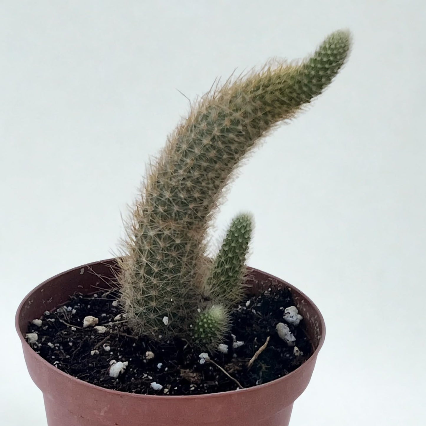 Monkey Tail Cactus Live Plant – Rare Fuzzy Hanging Cactus Starter Plants – Indoor Outdoor Succulent Houseplants – Easy Care Decor Garden Plant – Unique Cactus Gift for Beginners (Heat Pack Included)
