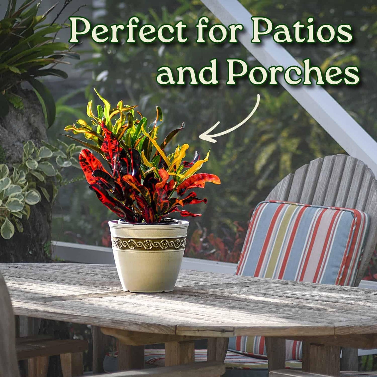 Croton Mammy - 16" to 20" Overall Height, 1 Gallon Pot - Live Variegated Plant - Tropical Plants of Florida