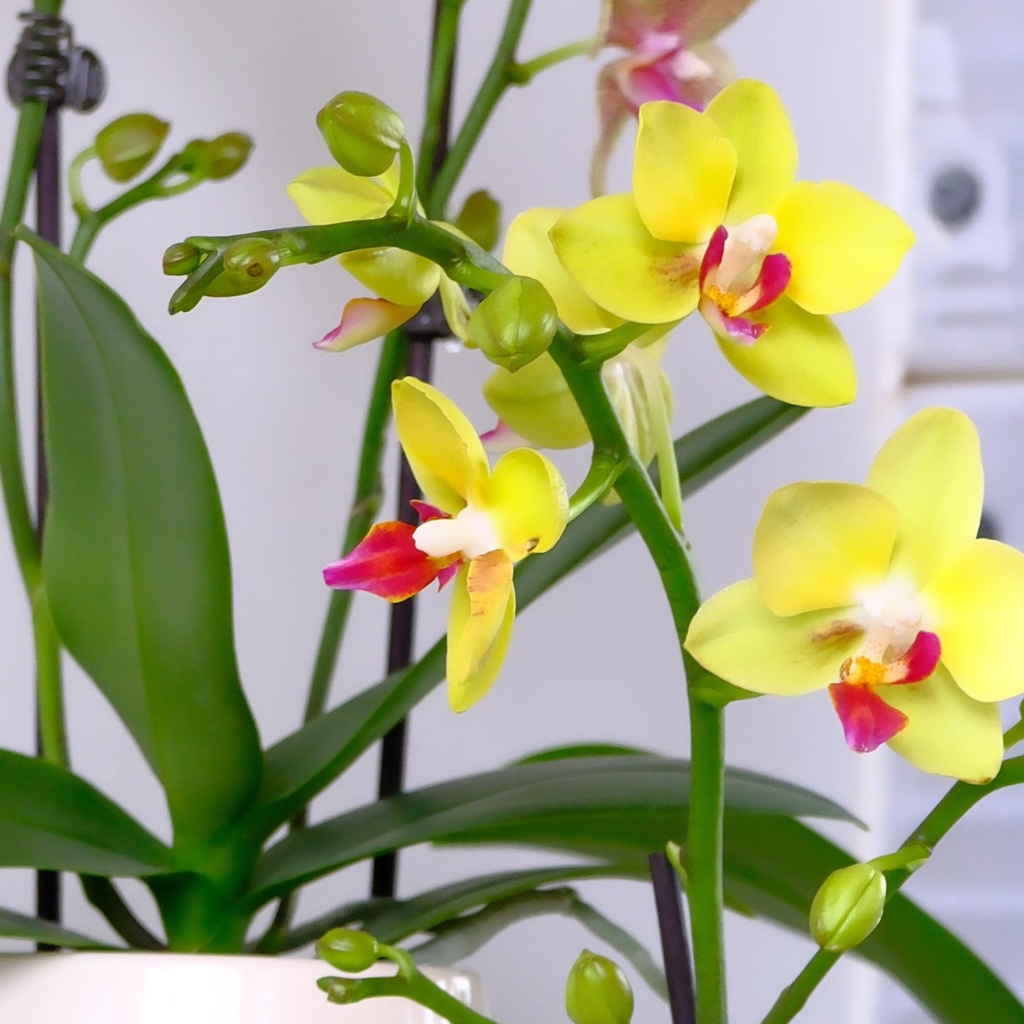 Premium Yellow Live Orchid Plant Blooming in 3.5" Blue & White Orchid Pot, Live Plants, Houseplant Gifts, Approx. 16" Tall, Pet Friendly Houseplants, Phalaenopsis Moth Flower by Plants for Pets