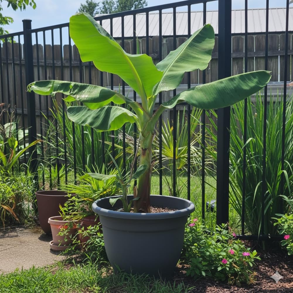 Banana Tree Live Plant, Banana Plant Live, Cold Hardy, Well-Rooted, Sweet Fruit, 4-6 Inches Tall for Outdoor Planting (Grand Nain Banana)