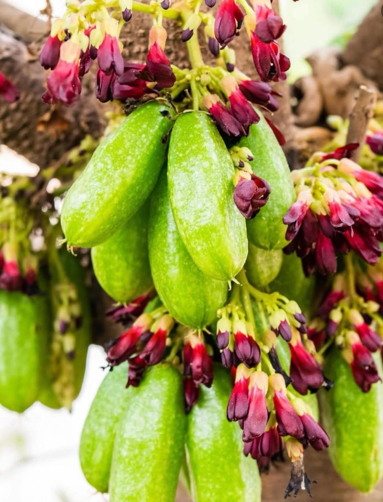 Averrhoa Bilimbi (Cucumber Tree) Bilimbi Tropical Live Fruit Tree(10in to 24inch