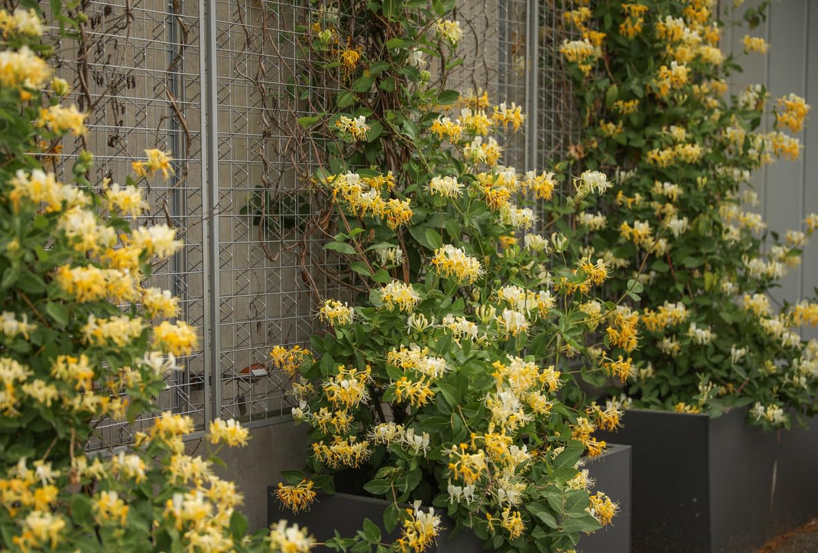 White Yellow Honeysuckle Fragrant Climbing Honeysuckle Plant Live Vine, Lonicera Perennial Honeysuckle Plants, 5-9 Inches, No Pot
