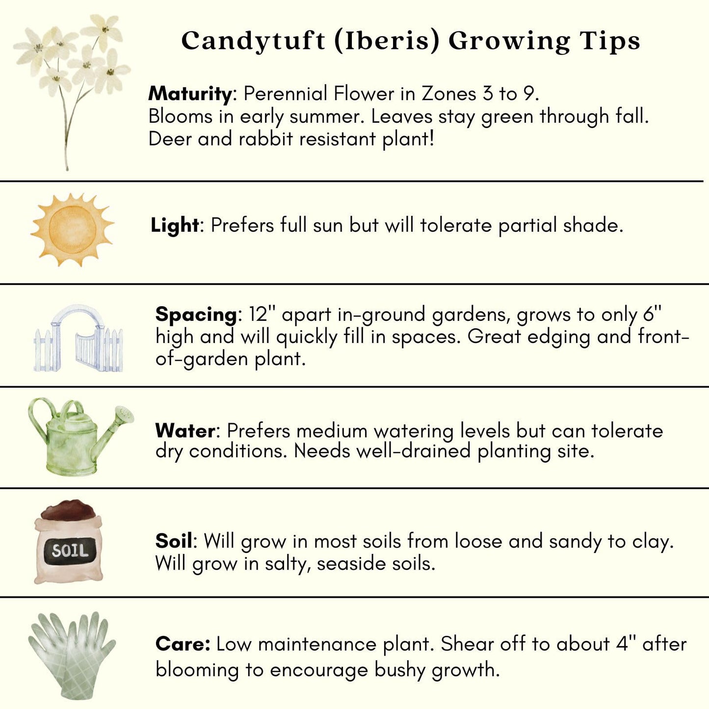 Clovers Garden Candytuft (Iberis) Plants - Two (2) Live Plants – Non-GMO - Not Seeds - Each 4" to 8" Tall – in 4" Inch Pots – Perennial, Pollinator Favorite, Great for Edging & Rock Gardens