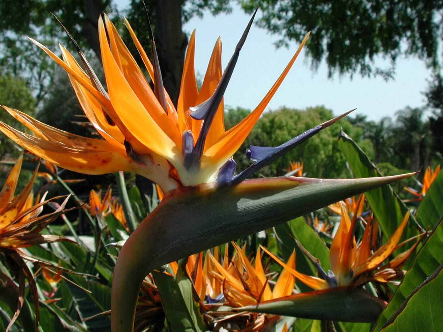 Orange Bird of Paradise - Live Plant in a 3 Gallon Pot - Strelitzia Reginae - Rare and Stunning Tropical Evergreen Plant