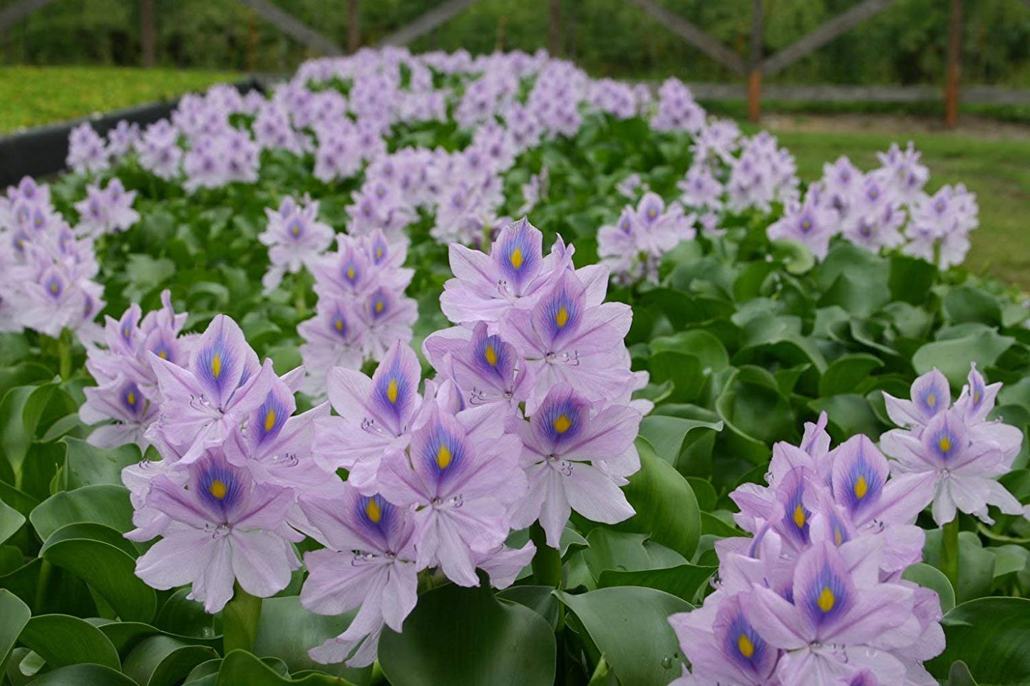 Water Hyacinth (Eichhornia crassipes) | Live Floating Pond Plants for Water Gardens (3 Count)