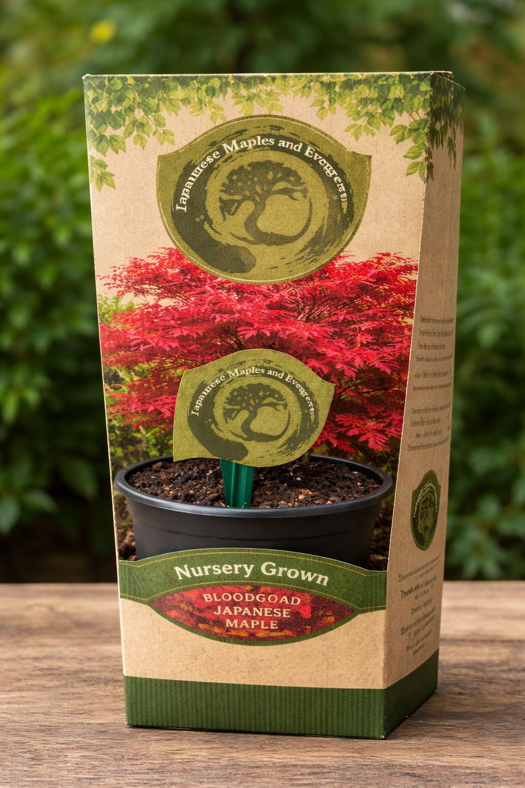 Bloodgood Red Japanese Maple Tree - 2 Year Live Plant - Acer palmatum 'Bloodgood' by - Japanese Maples and Evergreens
