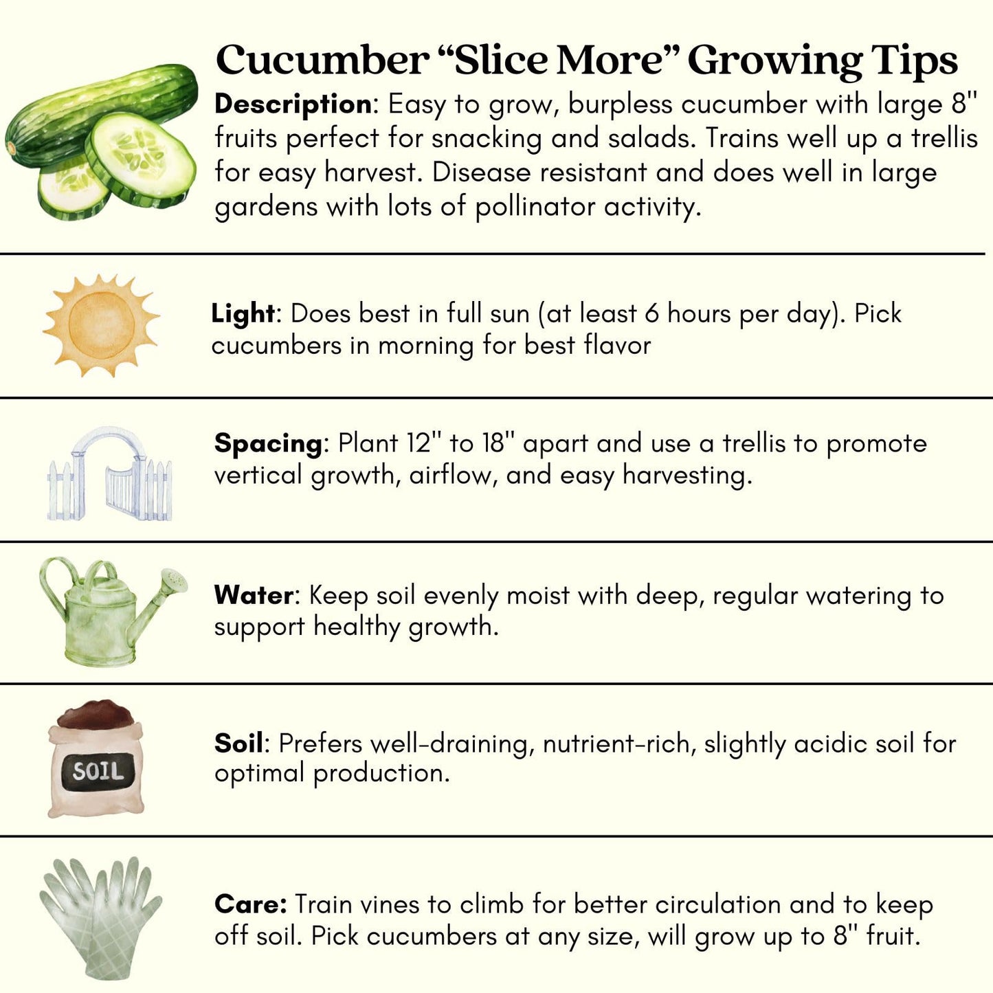 Clovers Garden Cucumber Slice More Plants - Two (2) Live Plants – Non-GMO - Not Seeds - Each 4" to 8" Tall – in 4" Inch Pots - Burpless, High Yield, Disease Resistant