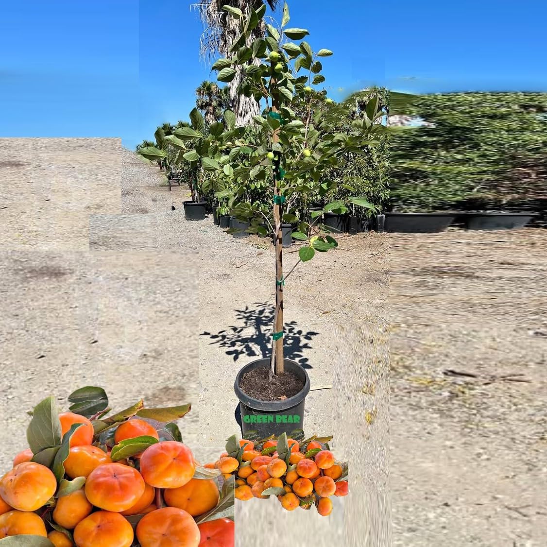 Grafted Persimmon Fruit Tree, 5 Gallon Pot, Mature Fruiting Age (Grafted Fuyu, 5 Gal)