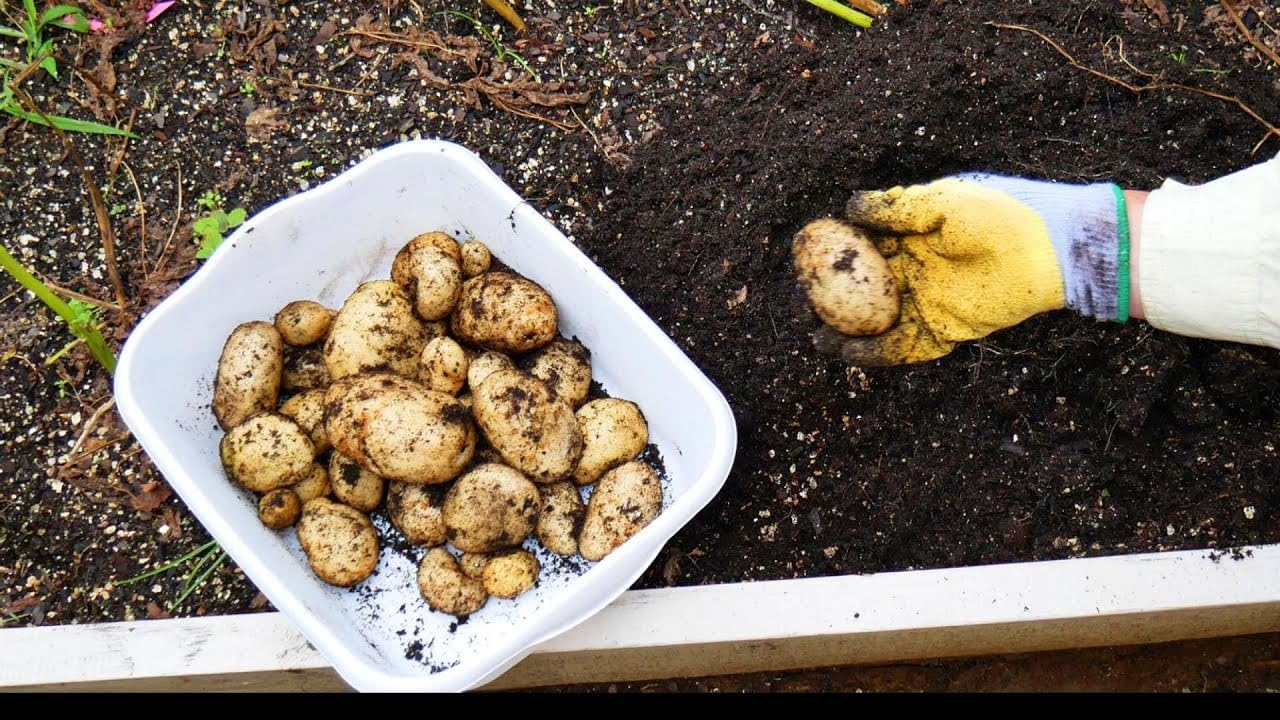 Kennebec Certified Potato Seed, 3LB Whole Potatoes, Grown in USA, Farm Fresh