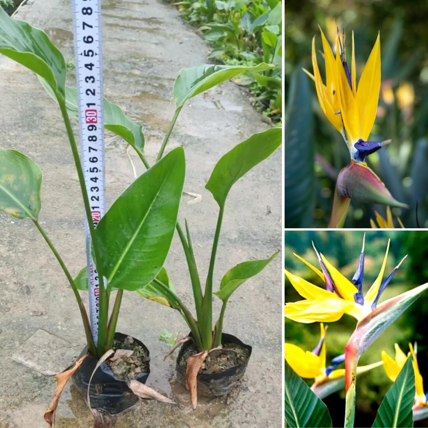 Bird of Paradise Live Plant to Grow, 5 to 9 Inches Tall, Strelitzia Reginae Bird of Paradise, Tropical Outdoor Plant (Yellow Bird of Paradise)
