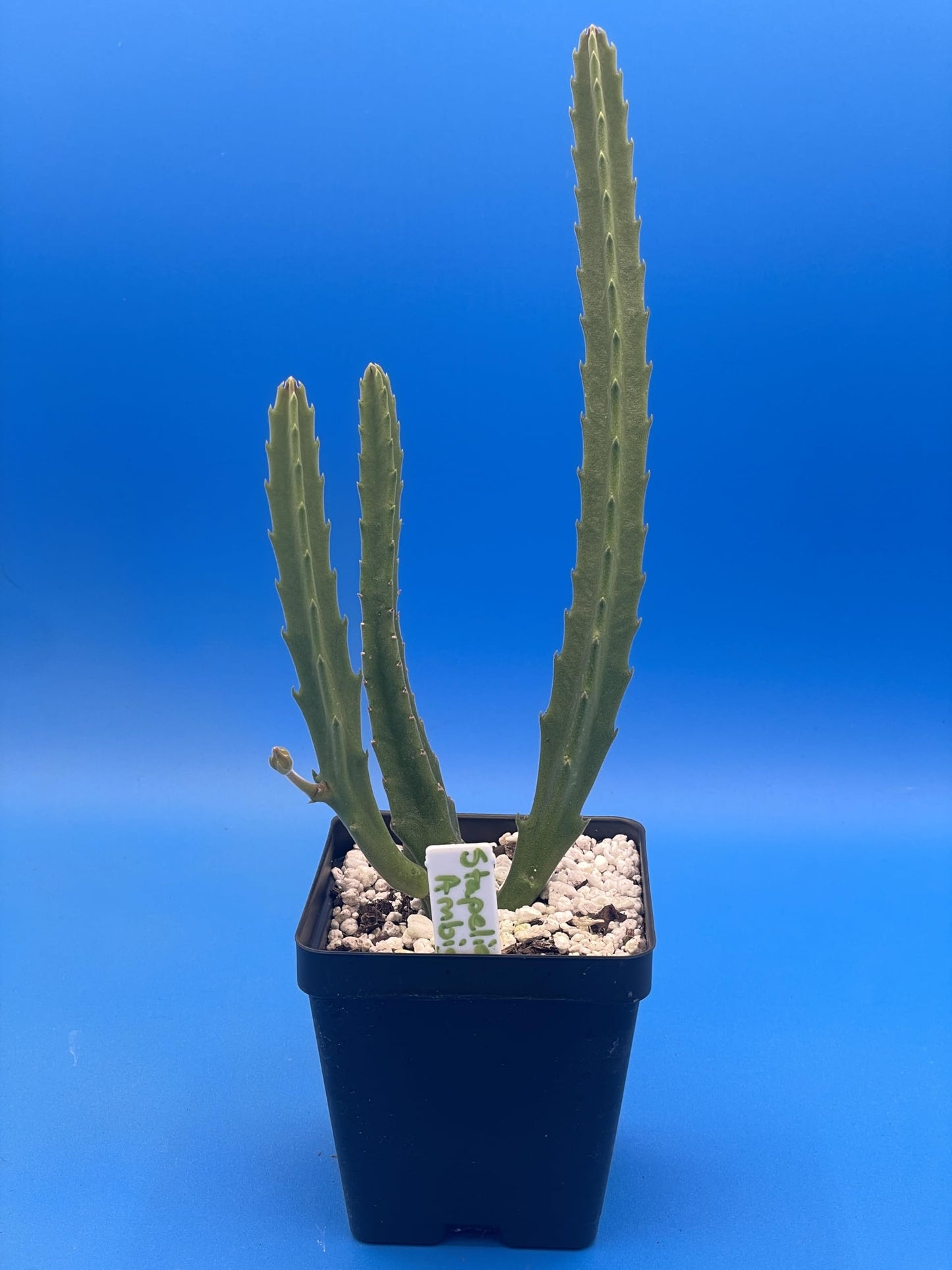 Stapelia Ambigua 3.5 Inch Potted Plant Well Rooted Starfish Cactus - No Shipping to California Or Arizona!