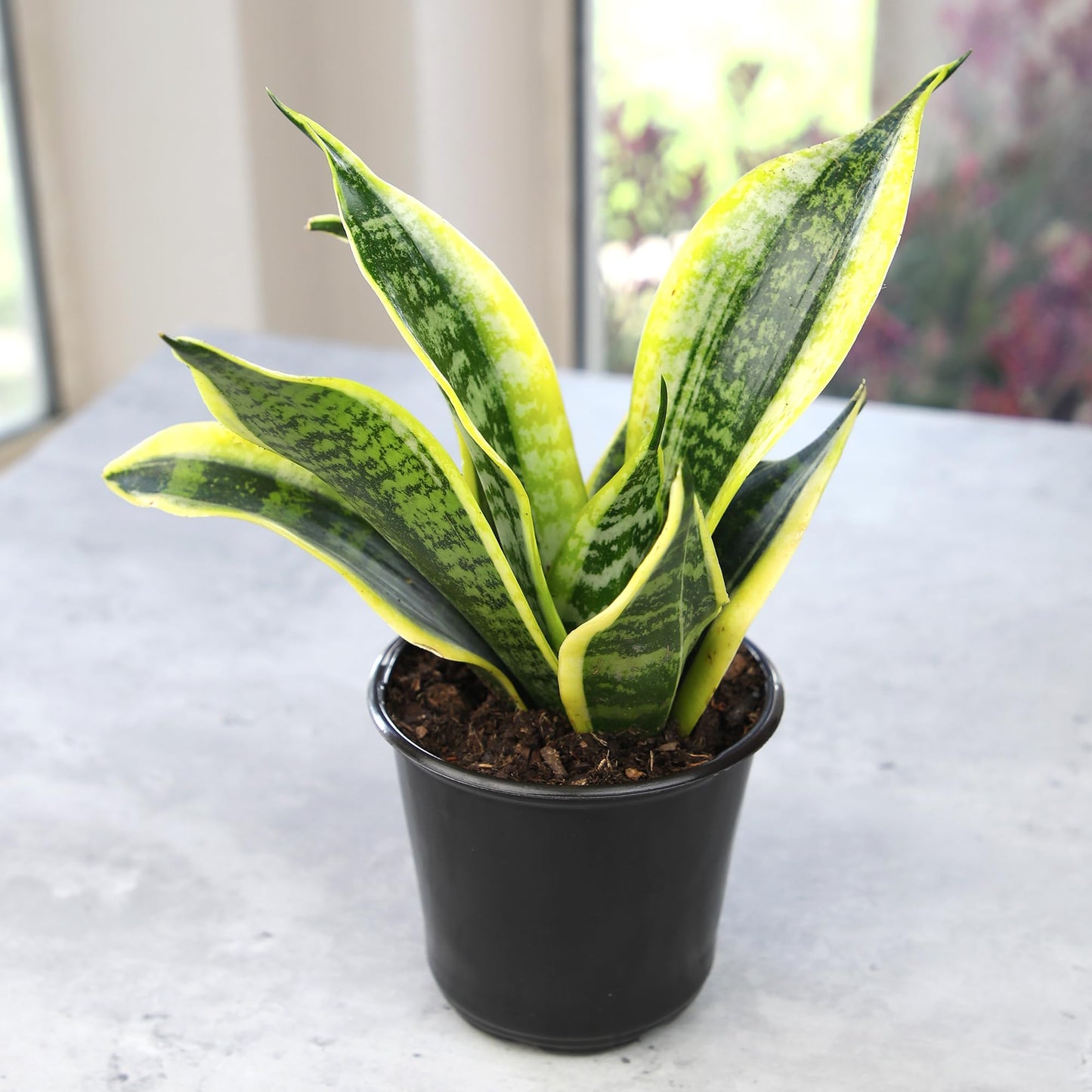 Altman Plants Live Snake Plant (Superba), Approx. 13" Tall, Virtually Indestructible, Easy Succulent Houseplant, 4 in Pot
