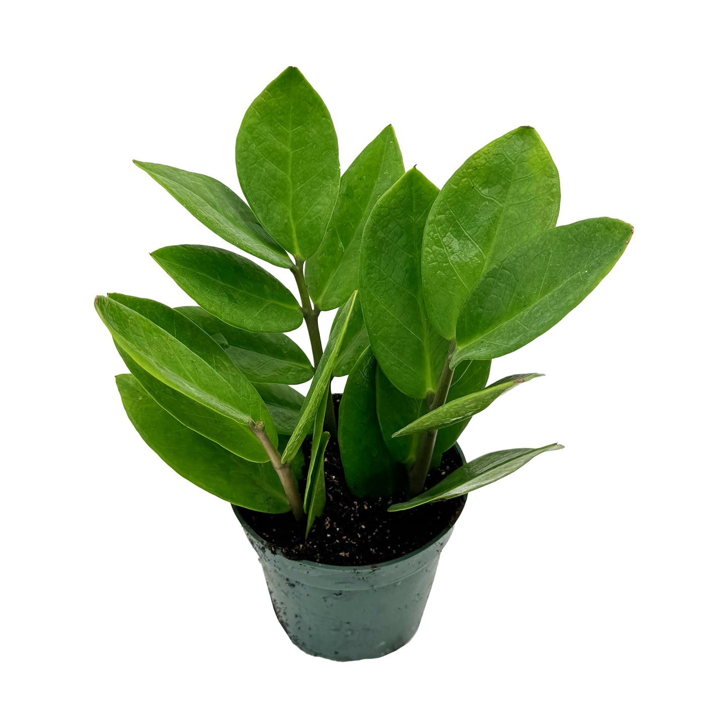 Live ZZ Plant - Zamioculcas zamiifolia - ragnaroc Tropical Plant 6-12” Tall - 1ct - Live Arrival Guaranteed - House Plants for Home Decor & Gift