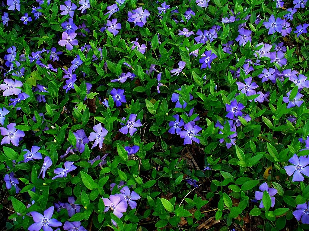 50 Plants Vinca Minor Ground Cover Plants Periwinkle Vinca - Hardy Groundcover Creeping Periwinkle Plants Live not Seeds