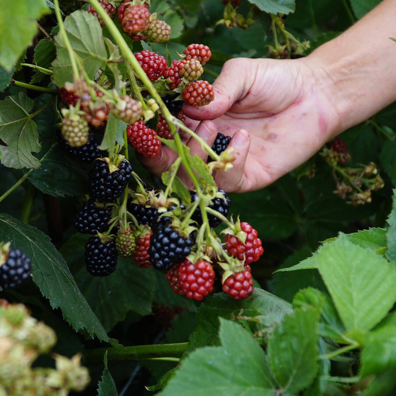 Perfect Plants PrimeArk Freedom BlackBerry Bush 1 Gallon | Live Thornless Fruit for Outdoor Planting | Large Fruits for Home Gardens | Dark Purple Berries Emerge During Early Summer